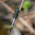 Sao Tome Dragonfly (image by Pete Morris)