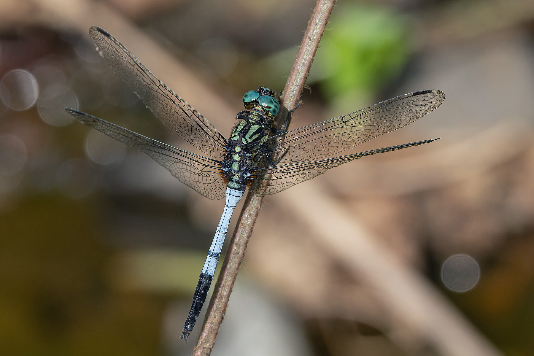 Sao Tome Dragonfly (image by Pete Morris)