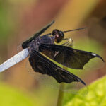 Sao Tome Dragonfly (image by Pete Morris)