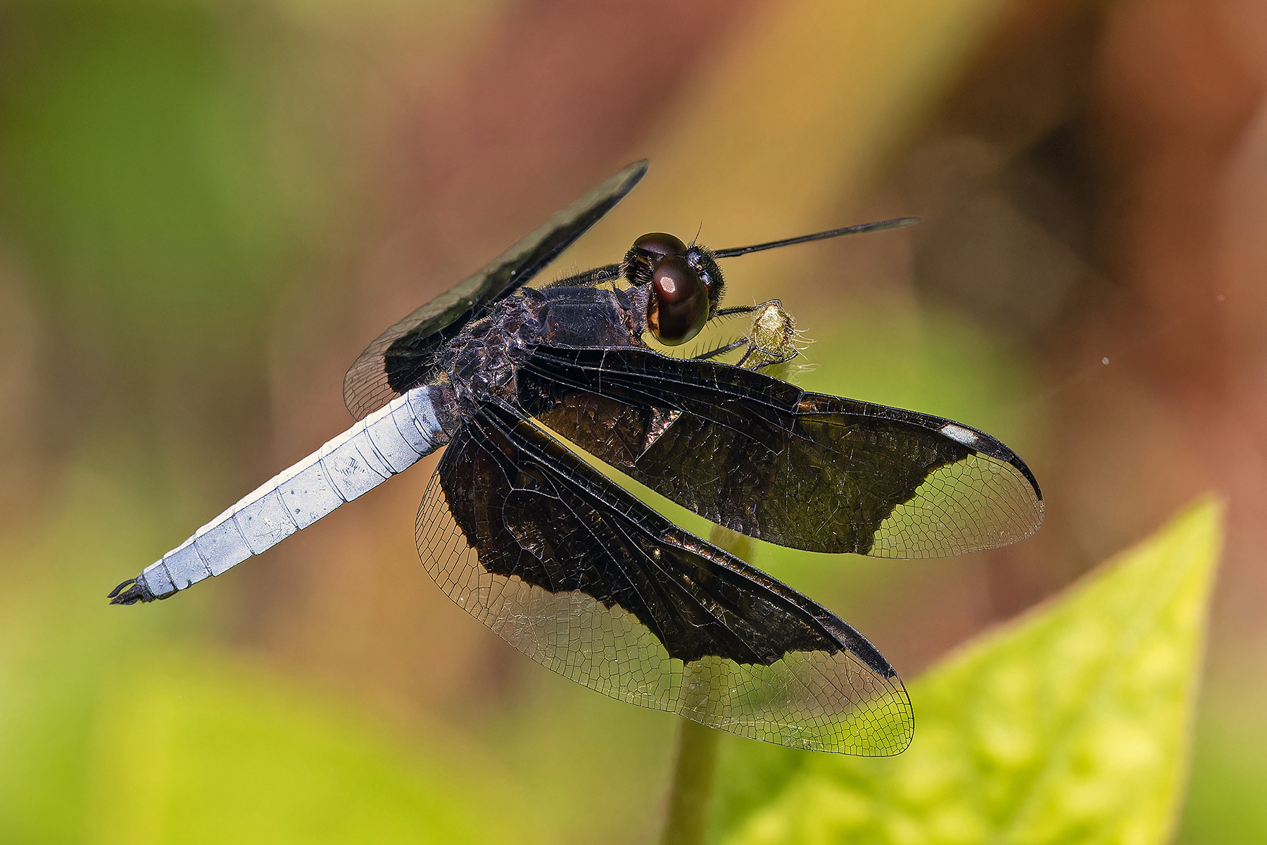 Sao Tome Dragonfly (image by Pete Morris)