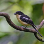 Sao Tome Fiscal (image by Pete Morris)