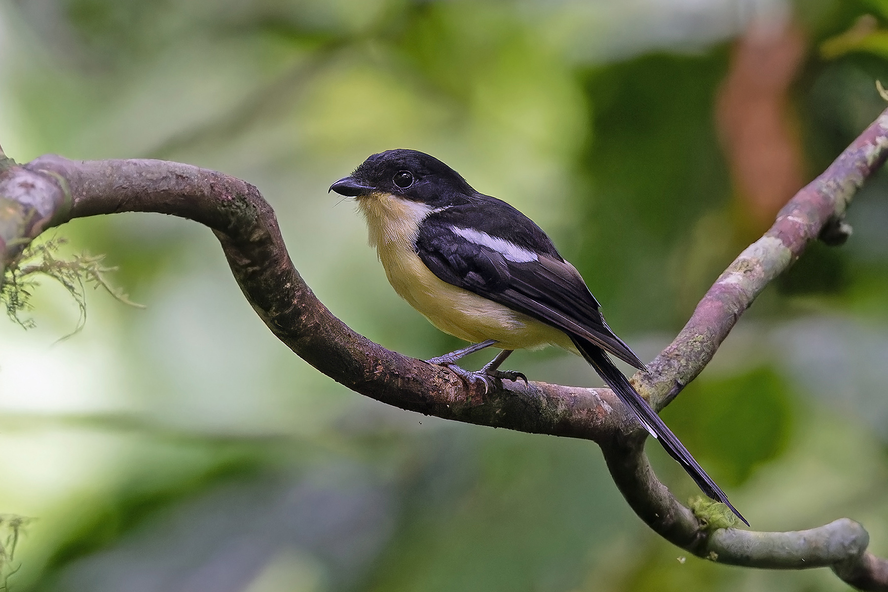 Sao Tome Fiscal (image by Pete Morris)