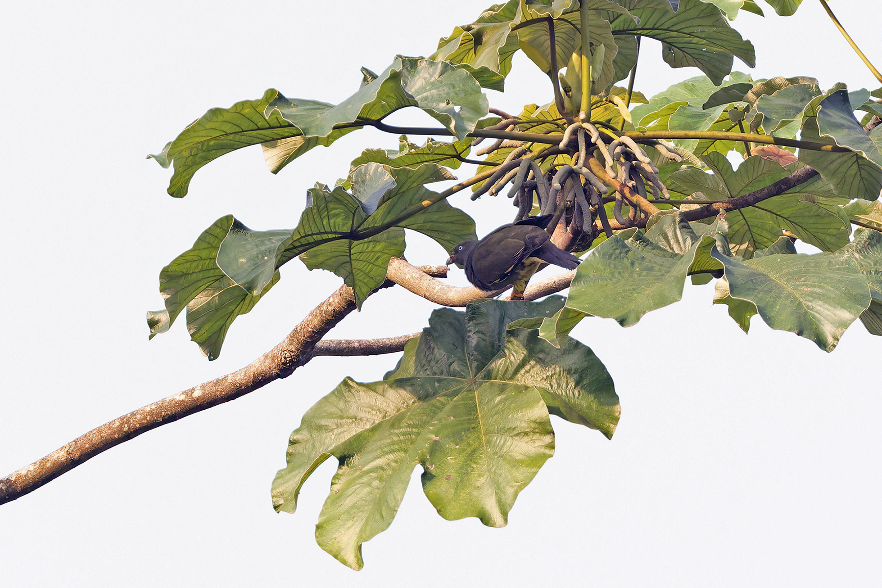 Sao Tome Green Pigeon (image by Pete Morris)