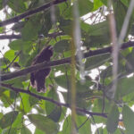 Sao Tome Grosbeak (image by Pete Morris)