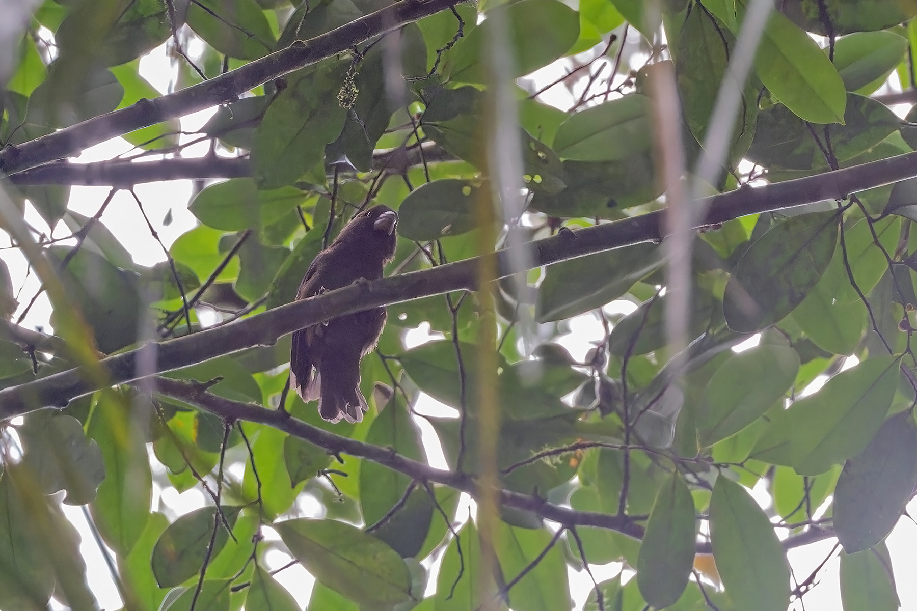 Sao Tome Grosbeak (image by Pete Morris)