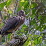 Sao Tome Ibis (image by Pete Morris)