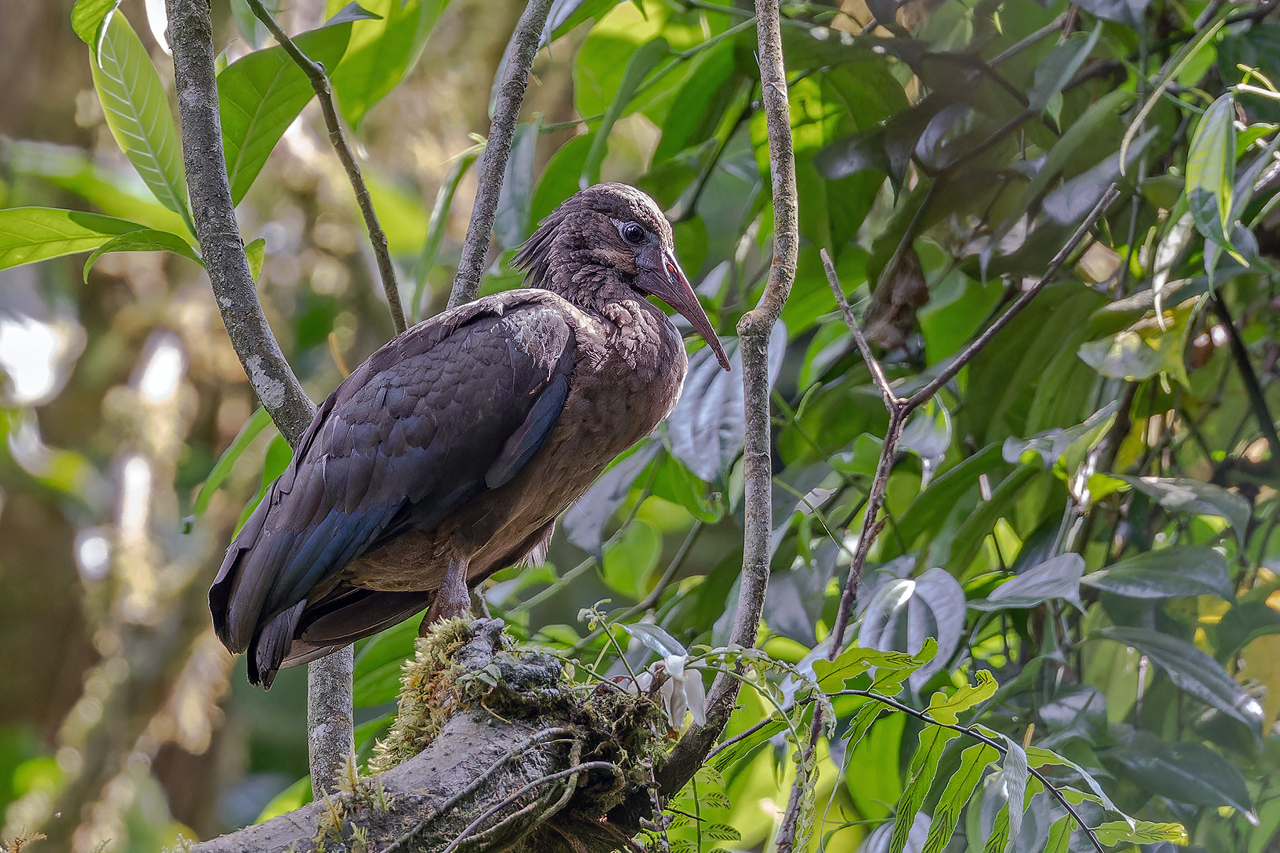 Sao Tome Ibis (image by Pete Morris)