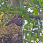 Sao Tome Olive Pigeon (Maroon Pigeon) (image by Pete Morris)