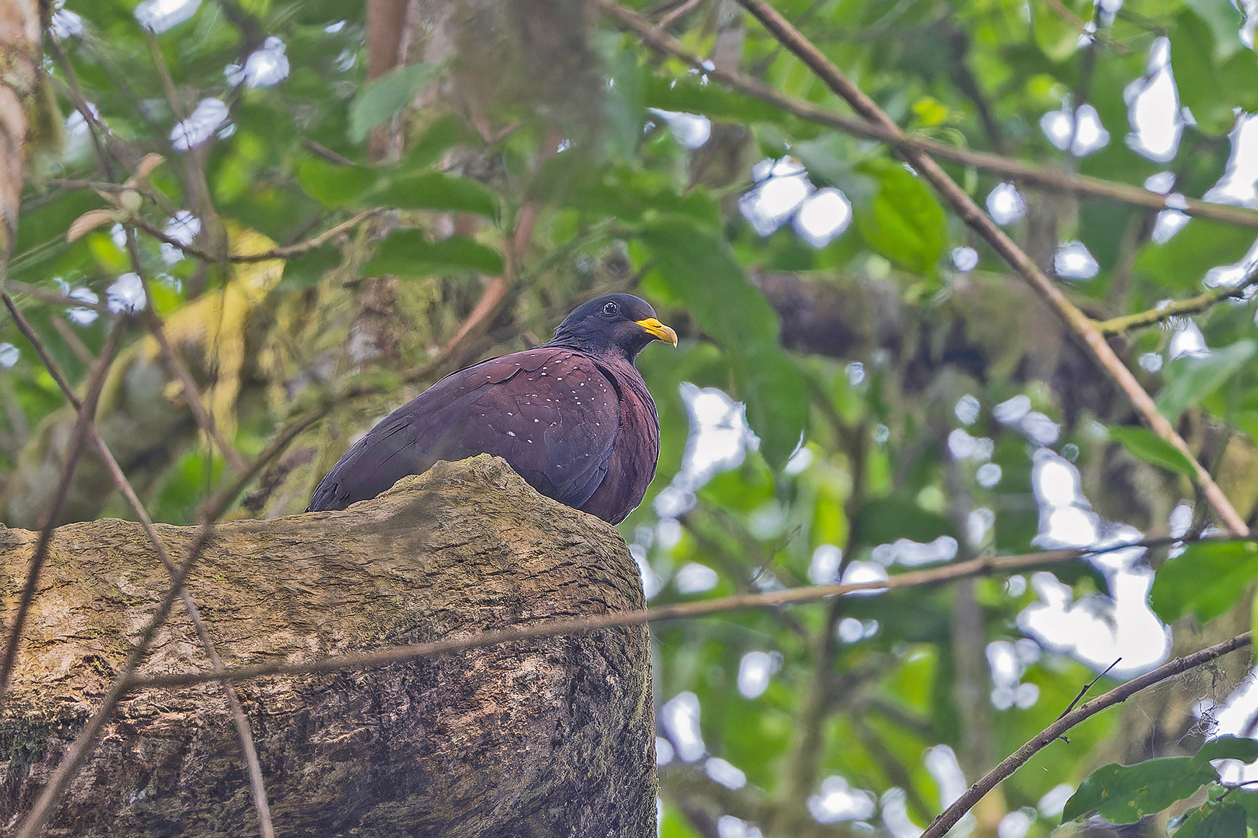 Sao Tome Olive Pigeon (Maroon Pigeon) (image by Pete Morris)