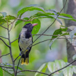 Sao Tome Oriole (image by Pete Morris)