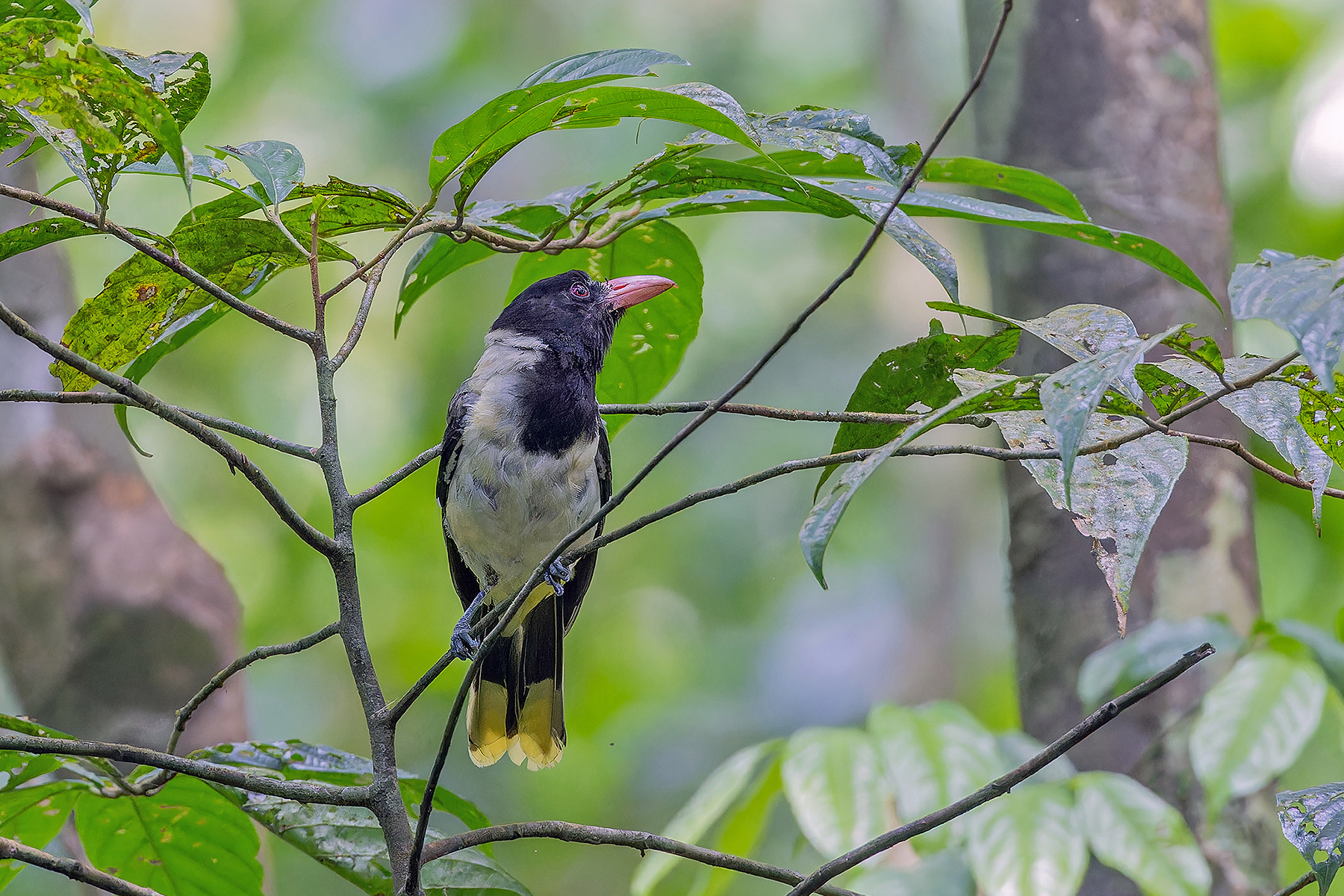 Sao Tome Oriole (image by Pete Morris)