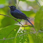 Sao Tome Paradise Flycatcher (image by Pete Morris)