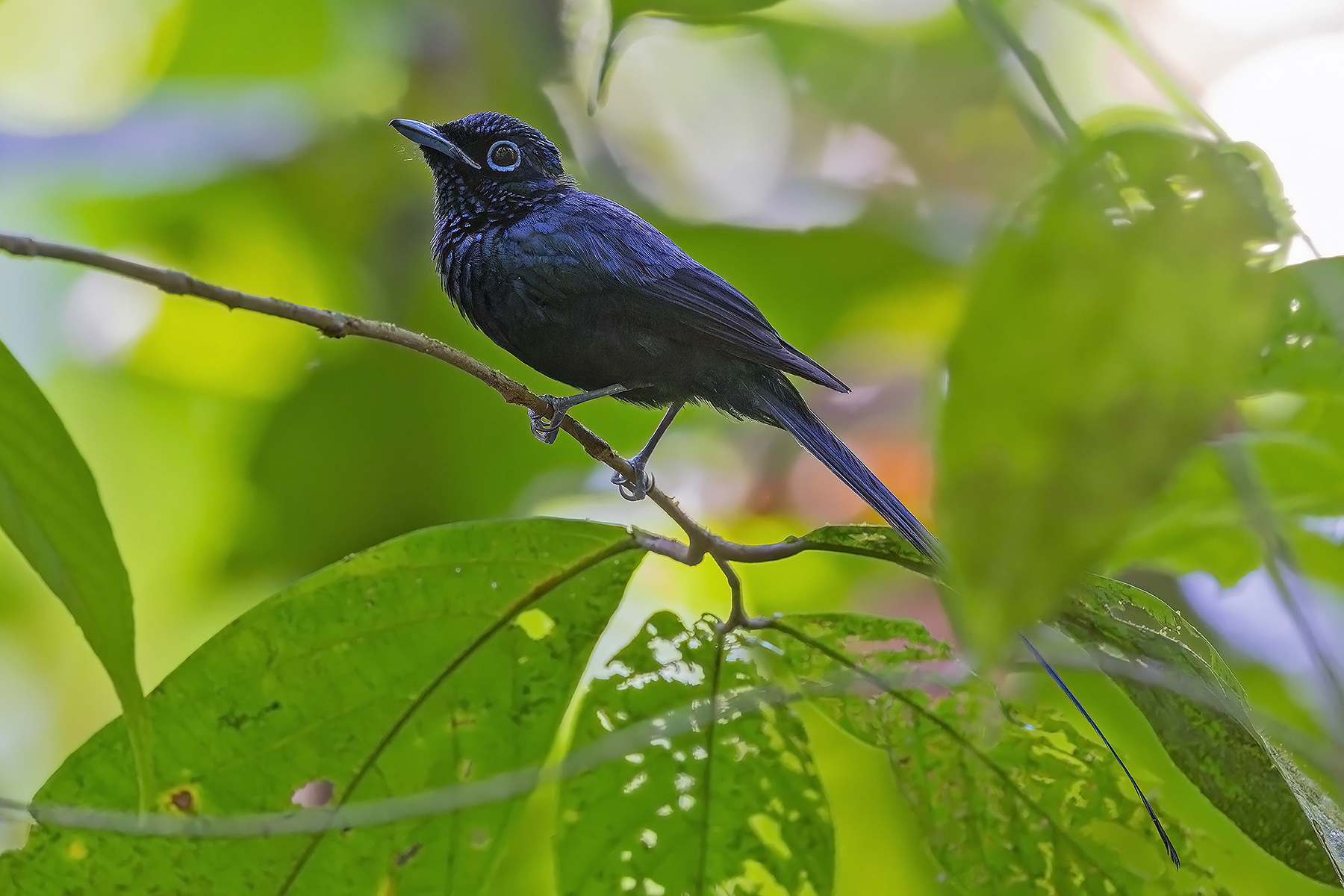 Sao Tome Paradise Flycatcher (image by Pete Morris)
