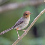 Sao Tome Prinia (image by Pete Morris)