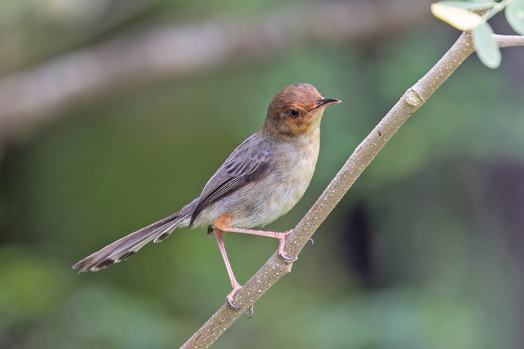 Sao Tome Prinia (image by Pete Morris)