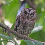 Sao Tome Scops Owl (image by Pete Morris)