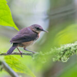 Sao Tome Shorttail (image by Pete Morris)