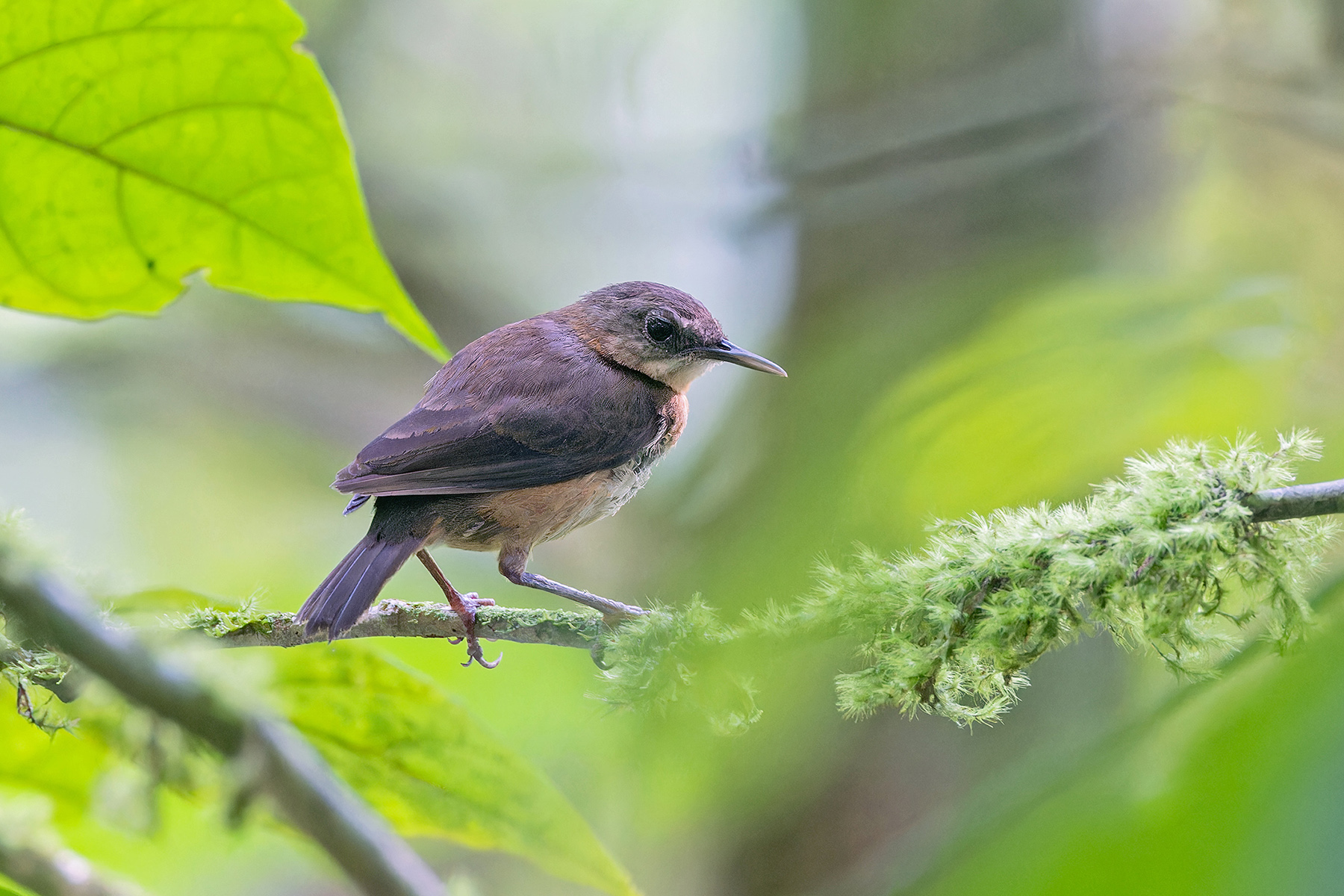 Sao Tome Shorttail (image by Pete Morris)