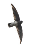 Sao Tome Spinetail (image by Pete Morris)