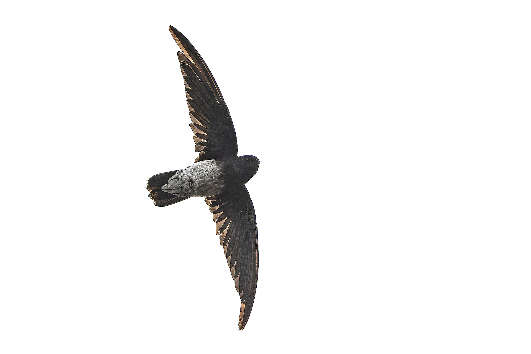 Sao Tome Spinetail (image by Pete Morris)