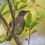 Sao Tome Thrush (image by Pete Morris)