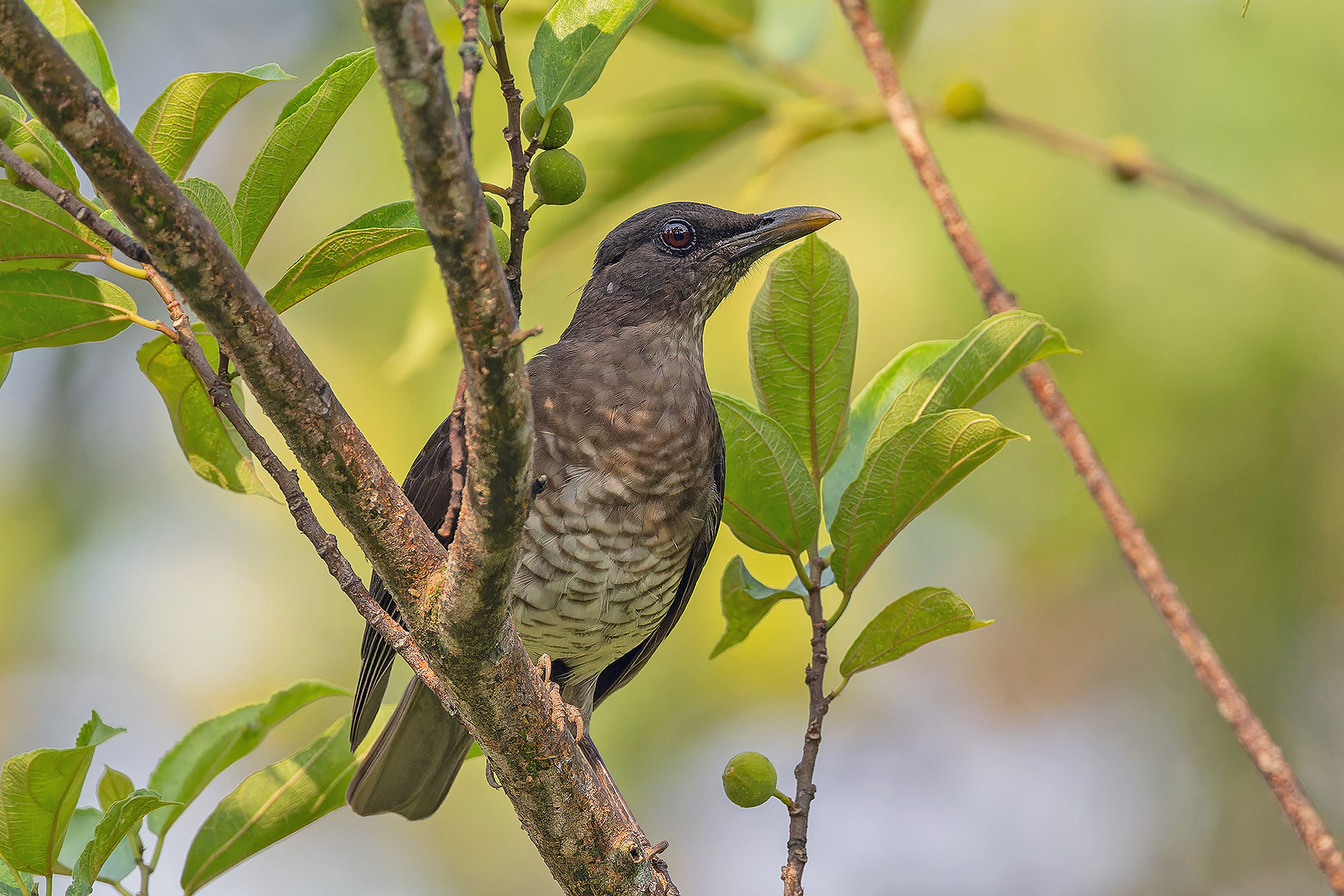 Sao Tome Thrush (image by Pete Morris)