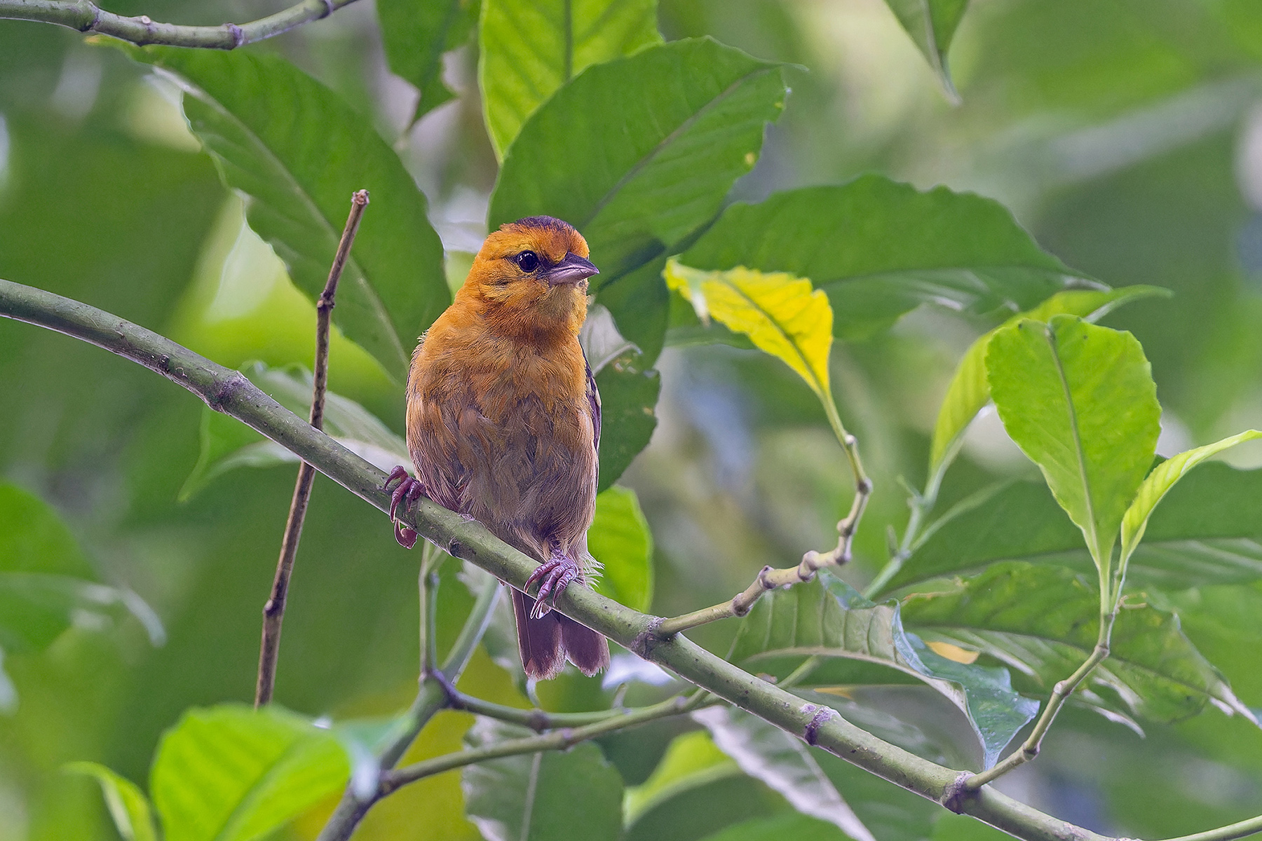 Sao Tome Weaver (image by Pete Morris)