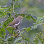 Sao Tome White-eye (image by Pete Morris)
