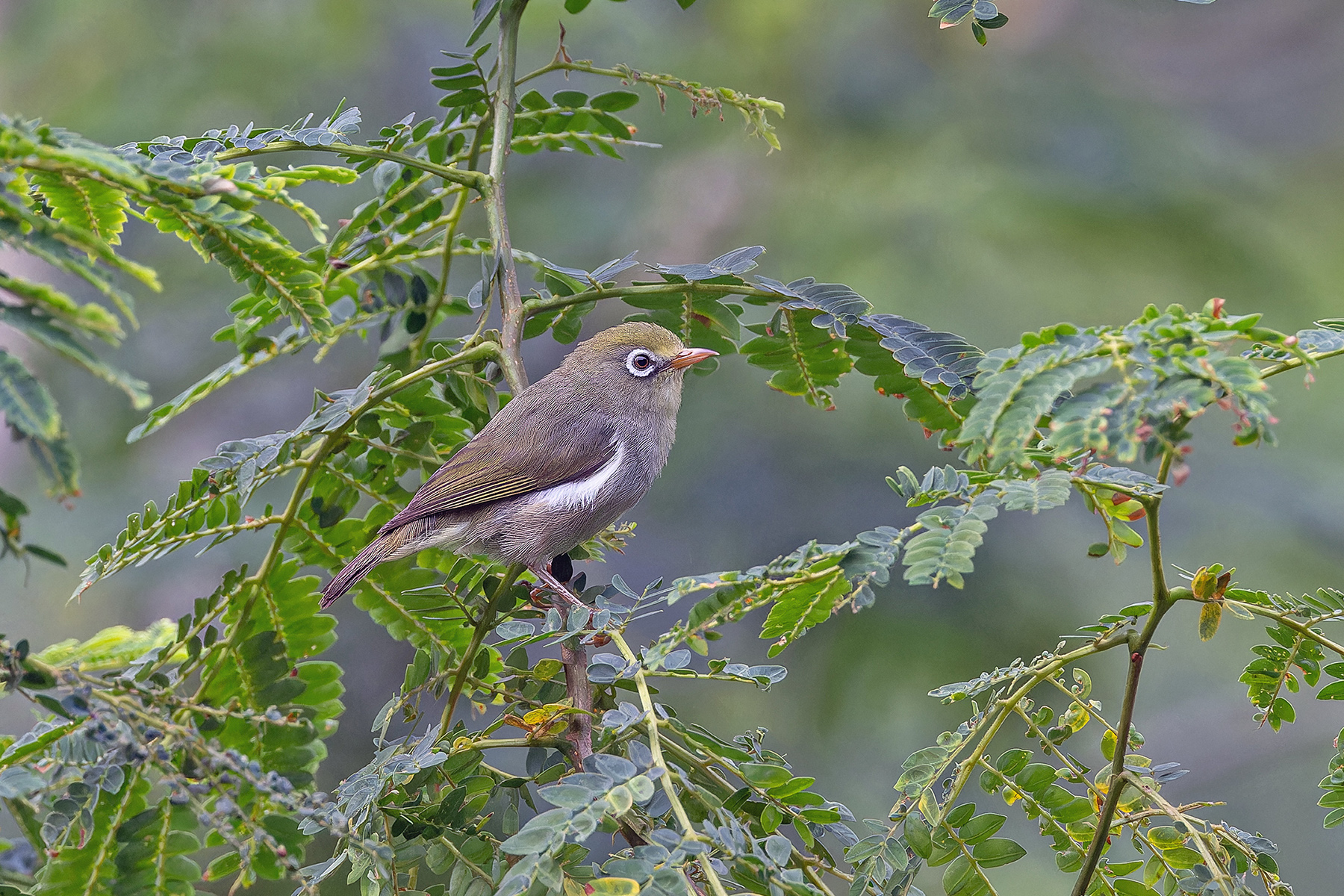 Sao Tome White-eye (image by Pete Morris)