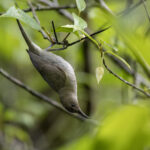 Seram Honeyeater (image by Dáni Balla)