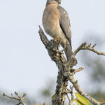 Shikra (image by Mark Beaman)