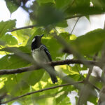 Slaty-backed Thrush (image by Dáni Balla)