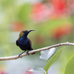 South Moluccan Sunbird (image by Dáni Balla)