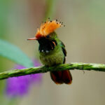 Spangled Coquette (image by Juan Carlos Calvachi)