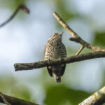 Speckled Piculet (image by Mark Beaman)
