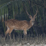 Chital or Spotted Deer (image by Mark Beaman)