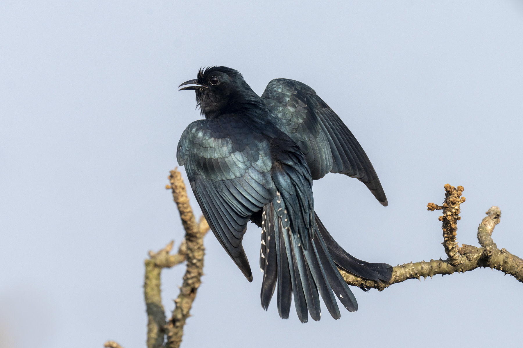 Square-tailed Drongo-Cuckoo displaying (image by Mark Beaman)