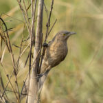Striated Babbler (image by Mark Beaman)
