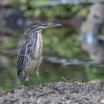 Striated Heron (image by Pete Morris)
