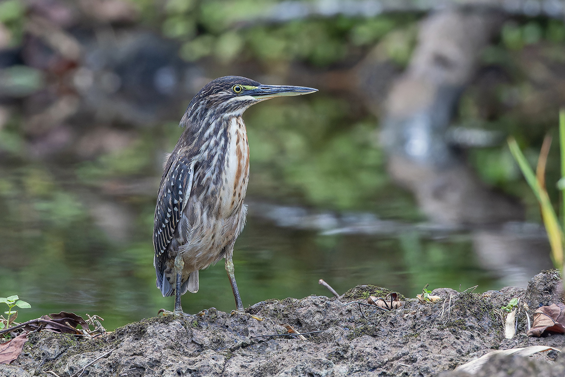 Striated Heron (image by Pete Morris)