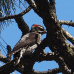 Strickland's Woodpecker (image by Mark Van Beirs)