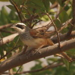 Stripe-headed Sparrow (image by Mark Van Beirs)
