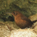 Sumichrast's Wren (image by Mark Van Beirs)