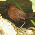 Sumichrast's Wren (image by Mark Van Beirs)