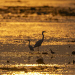 Waterbirds at sunset (image by Mark Beaman)