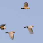Tanimbar Corella (image by Dáni Balla)
