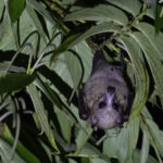 Temminck's Flying Fox (image by Dáni Balla)