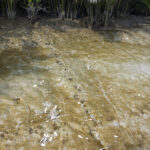 Tiger pug marks in the Sundarbans (image by Mark Beaman)