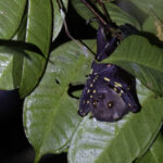 Tube-nosed Fruit Bat sp (image by Dáni Balla)