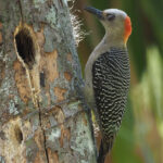Velasquez's Woodpecker (image by Mark Van Beirs)